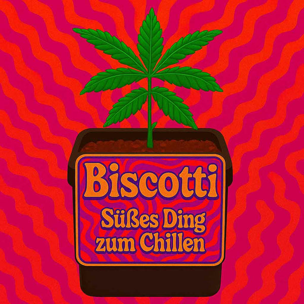 🍪 Hanfsämlinge der Sorte Biscotti – Cookie Power aus Brandenburg 🌿