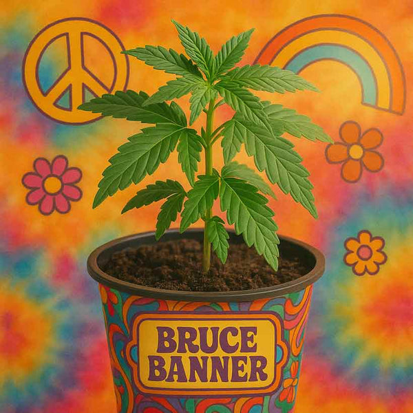Hanfpflanze legal kaufen: Bruce Banner aus Samen gezogen - Superkraut