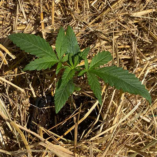 Purple Haze Cannabspflanzen kaufen