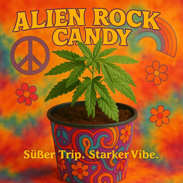 Cannabispflanze weiblich kaufen 🌸 | Alien Rock Candy