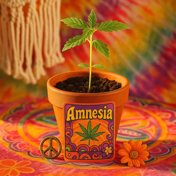 Hanfpflanzen bestellen – Amnesia aus Samen gezogen ★ Superkraut