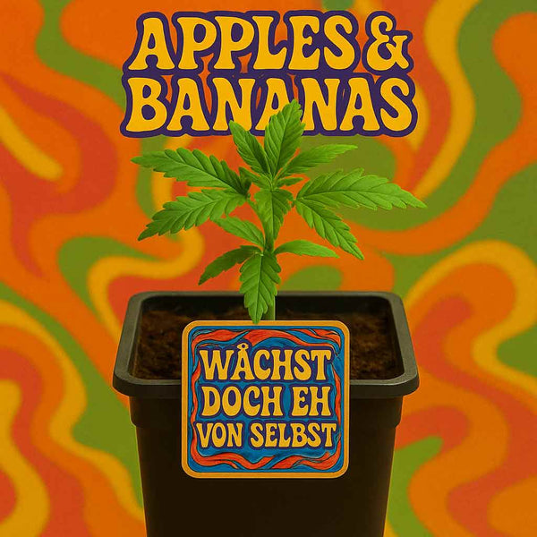 APPLES & BANANAS 🍏🍌 – Hanfpflanze kaufen | Aus Samen & Regional 🌿