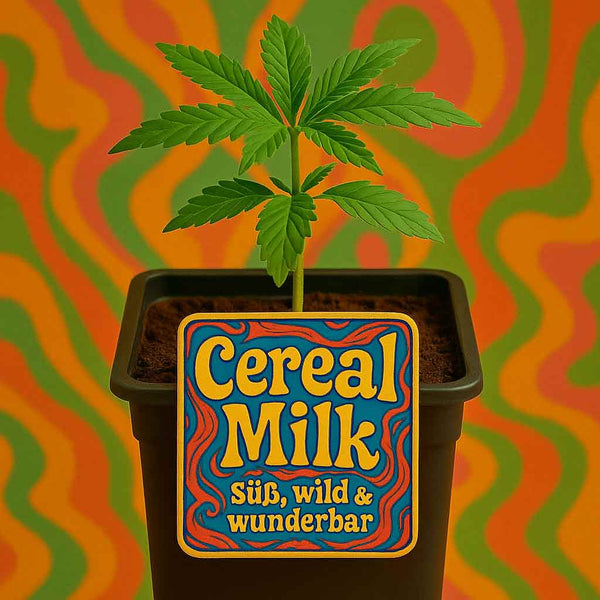 Cereal Milk Hanfpflanze bestellen 🍬 – Superkraut