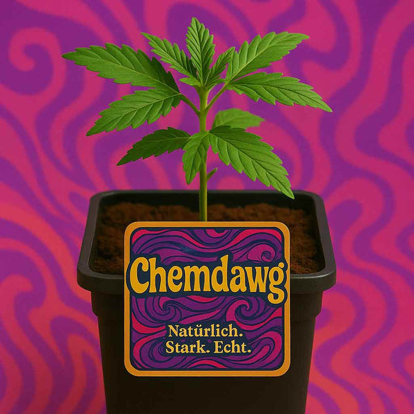 Chemdawg Hanfpflanze bestellen 🌿 | Aus Samen aus Brandenburg