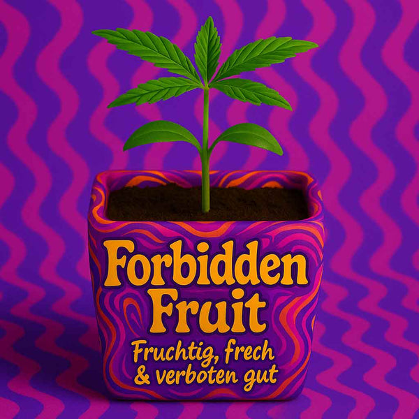 Verboten gut 🌈 – Forbidden Fruit Hanfpflanze kaufen