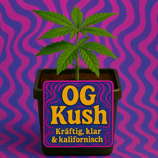 🔥 OG Kush Cannabis Pflanze kaufen – Aus Samen gezogen | Made in Germany