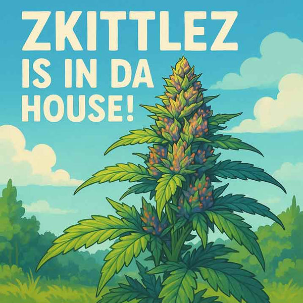 Zkittlez Cannabispflanze kaufen – Fruchtige Power von Superkraut 🌈🔥